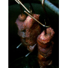 Pit Barrel Cooker 15" Skewers